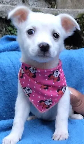 Cachorro ra a SRD-ViraLata idade 2 a 6 meses nome Fofura