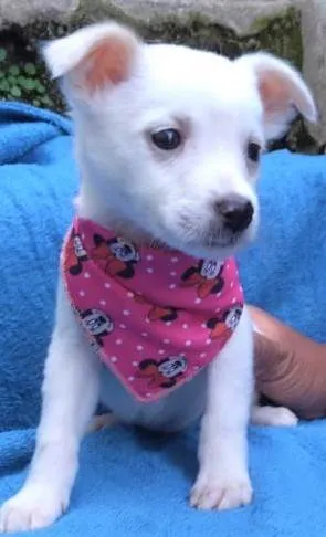 Cachorro ra a SRD-ViraLata idade 2 a 6 meses nome Fofura