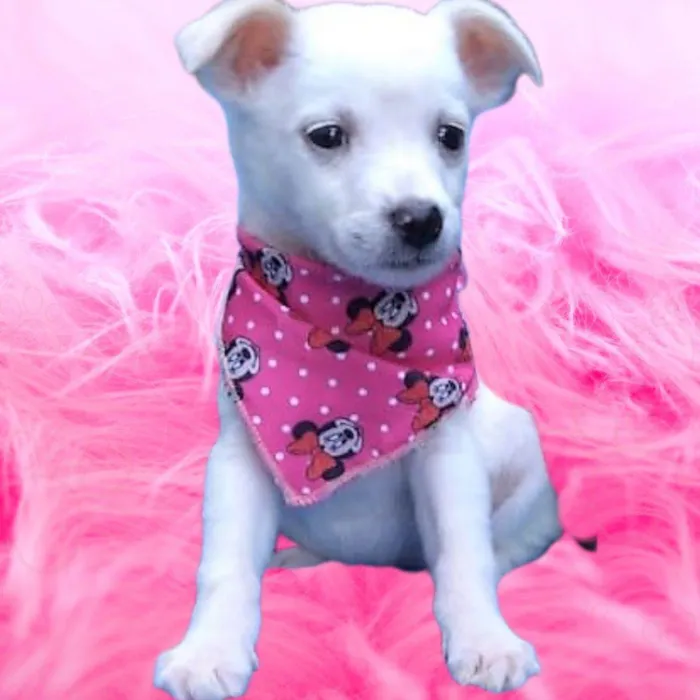Cachorro ra a SRD-ViraLata idade 2 a 6 meses nome Fofura