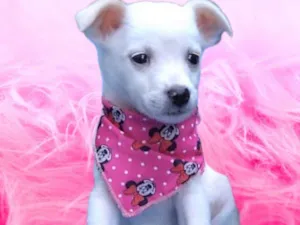 Cachorro raça SRD-ViraLata idade 2 a 6 meses nome Fofura