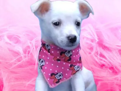 Cachorro raça SRD-ViraLata idade 2 a 6 meses nome Fofura