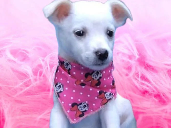 Cachorro ra a SRD-ViraLata idade 2 a 6 meses nome Fofura