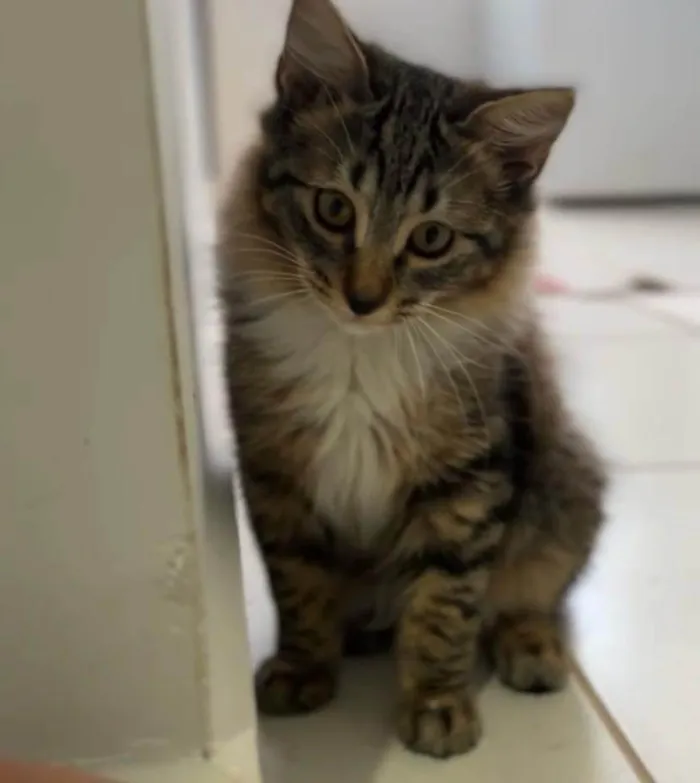 Gato ra a SRD-ViraLata idade 2 a 6 meses nome Alfredo