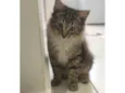 Alfredo