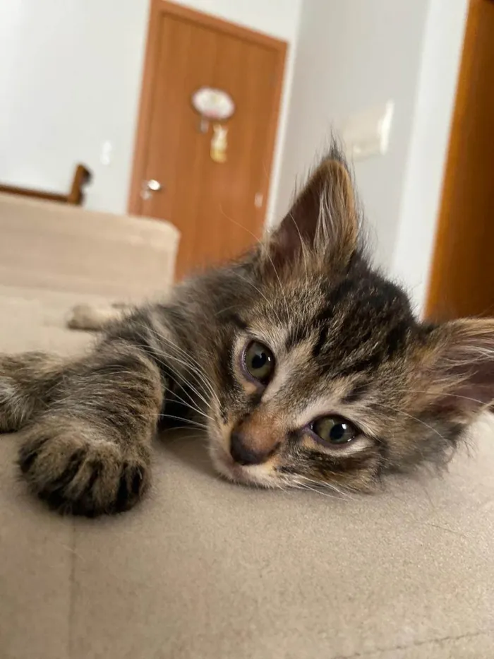 Gato ra a SRD-ViraLata idade 2 a 6 meses nome Alfredo
