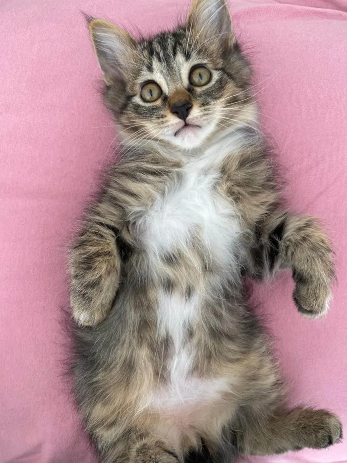 Gato ra a SRD-ViraLata idade 2 a 6 meses nome Alfredo