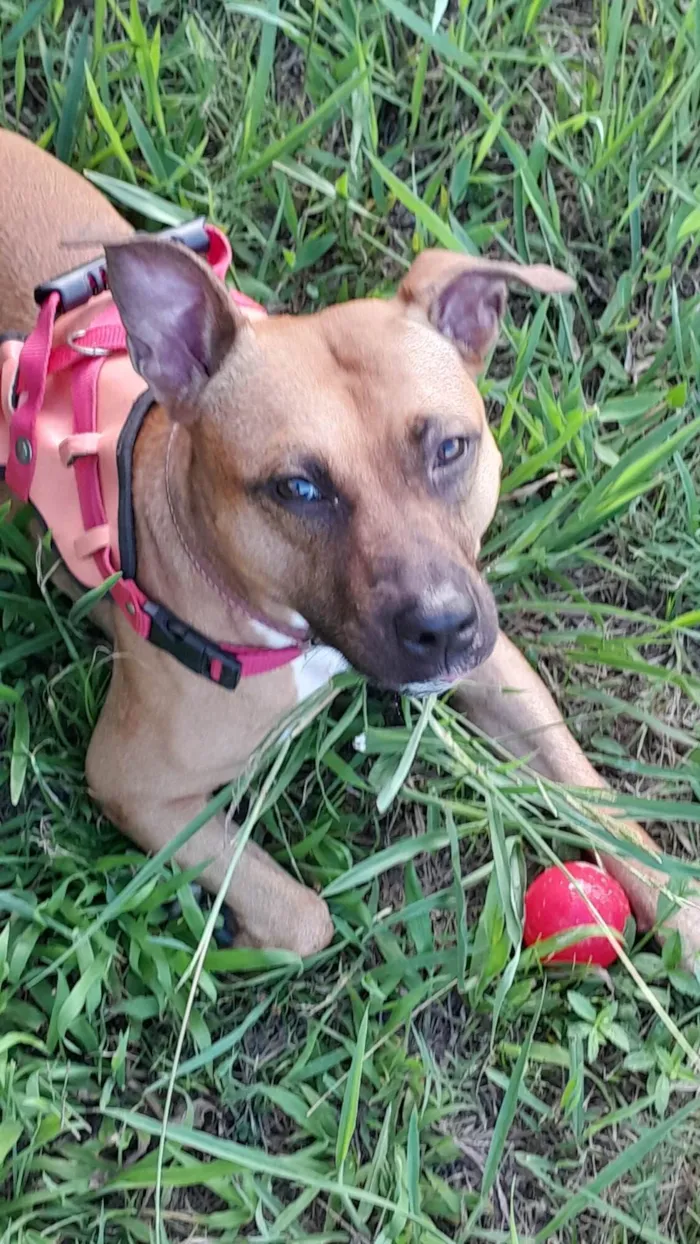 Cachorro ra a Pit-Bull idade 5 anos nome Cora