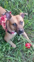 Cora