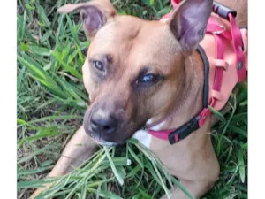 Cachorro raça Pit-Bull idade 5 anos nome Cora