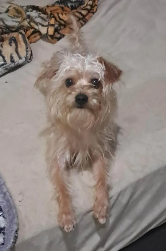 Cachorro ra a SRD-ViraLata idade 1 ano nome Tobias 