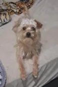 Tobias