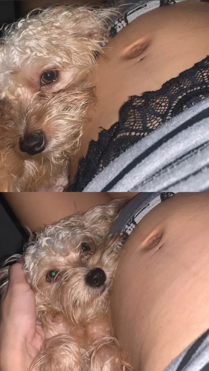Cachorro ra a SRD-ViraLata idade 1 ano nome Tobias 