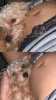 Tobias
