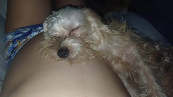 Cachorro ra a SRD-ViraLata idade 1 ano nome Tobias 