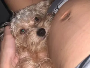 Cachorro raça SRD-ViraLata idade 1 ano nome Tobias 