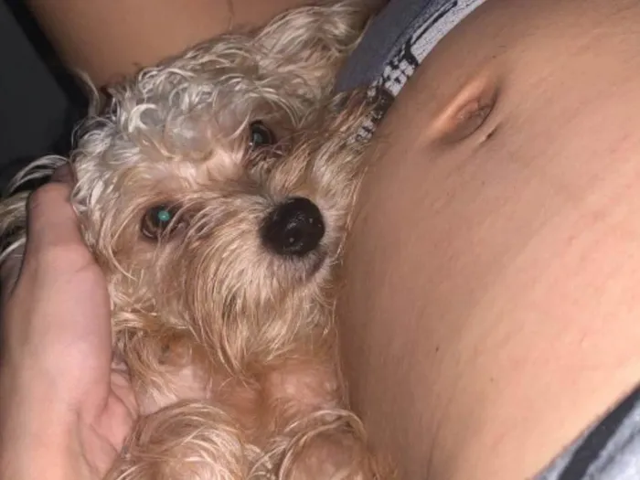 Cachorro ra a SRD-ViraLata idade 1 ano nome Tobias 