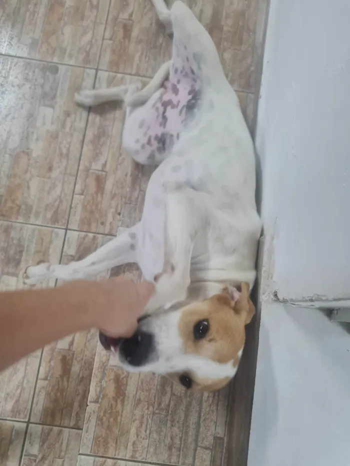 Cachorro ra a Cocker idade 1 ano nome Nina