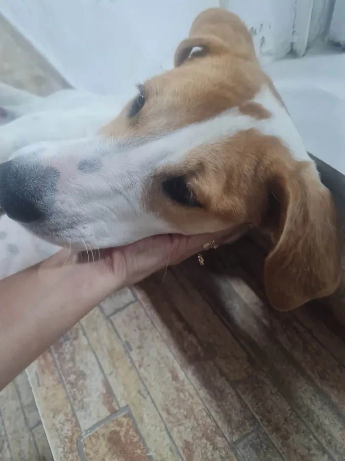 Cachorro ra a Cocker idade 1 ano nome Nina