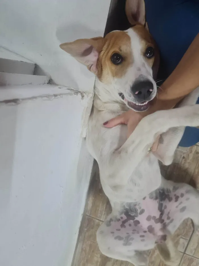 Cachorro ra a Cocker idade 1 ano nome Nina