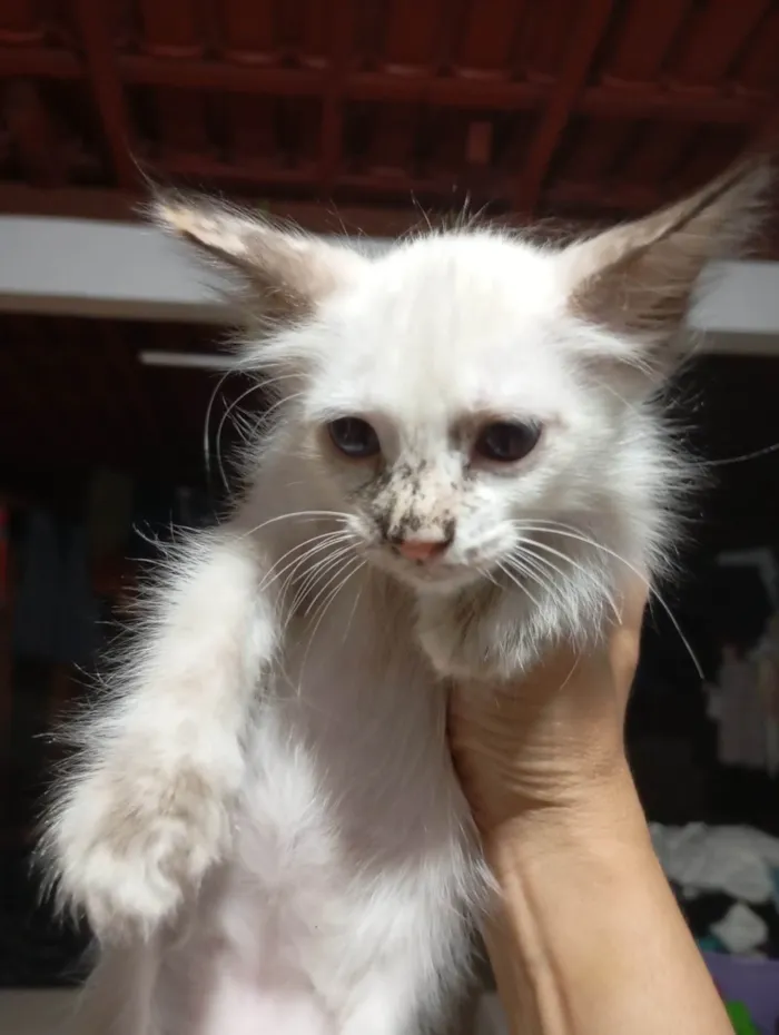Gato ra a Siamês idade 2 a 6 meses nome Lindinha