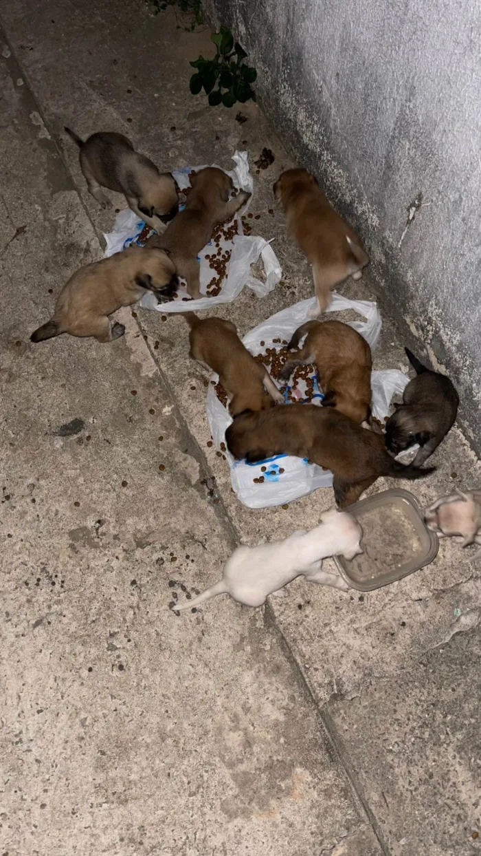 Cachorro ra a SRD-ViraLata idade Abaixo de 2 meses nome Sem nome
