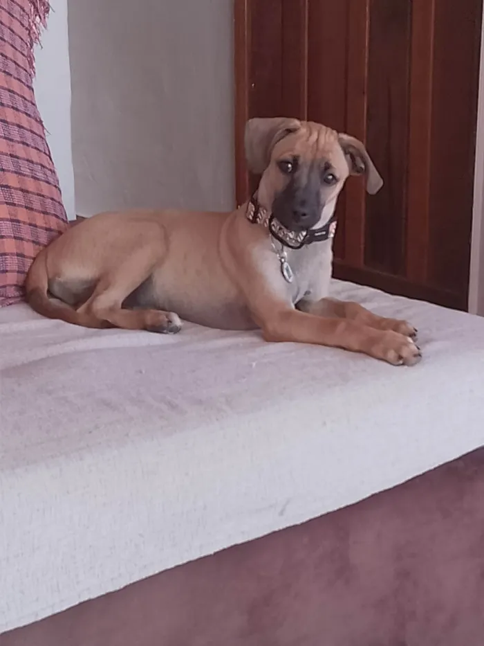 Cachorro ra a SRD-ViraLata idade 2 a 6 meses nome Joca 
