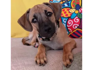 Cachorro raça SRD-ViraLata idade 2 a 6 meses nome Joca 