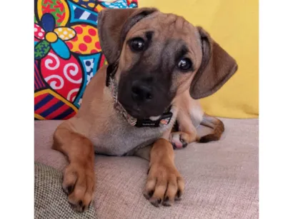 Cachorro raça SRD-ViraLata idade 2 a 6 meses nome Joca 