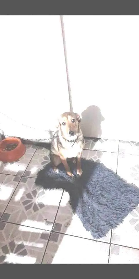 Cachorro ra a SRD idade 7 a 11 meses nome Bella