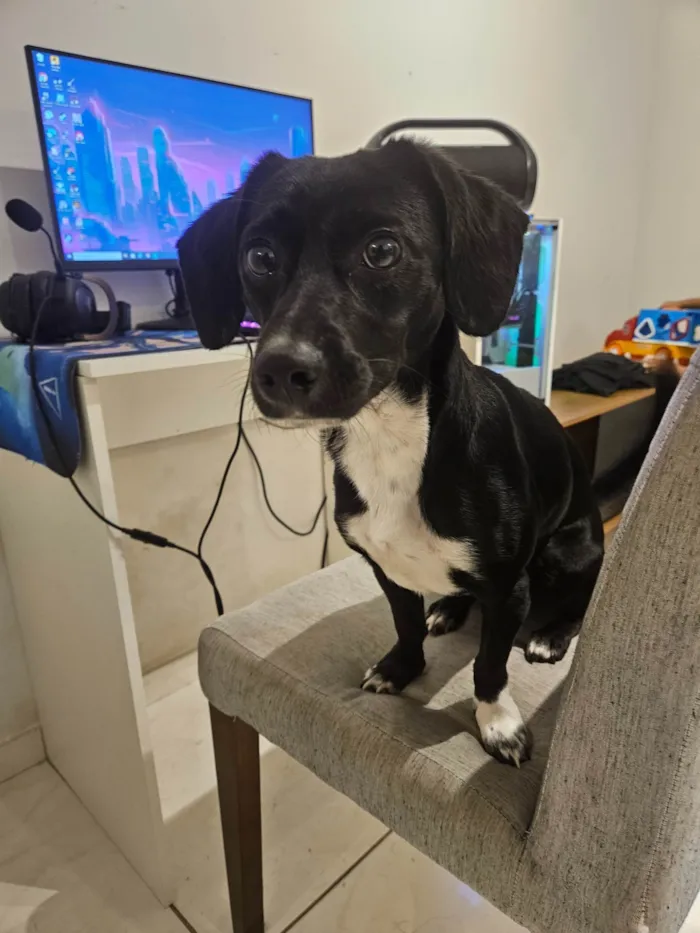 Cachorro ra a SRD-ViraLata idade 7 a 11 meses nome Nami