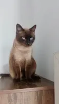 Maya