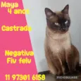 Maya