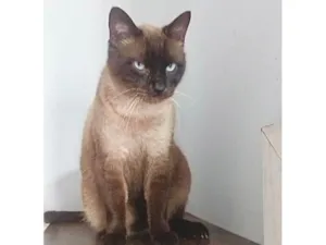 Gato raça SRD-ViraLata idade 4 anos nome Maya