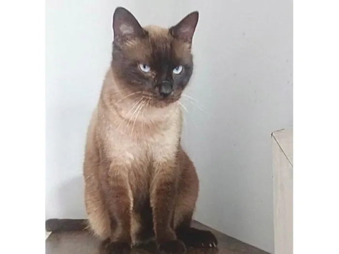 Gato ra a SRD-ViraLata idade 4 anos nome Maya