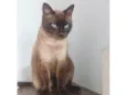 Maya