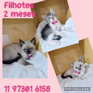 Gato raça SRD-ViraLata idade 2 a 6 meses nome Filhotes fêmeas 