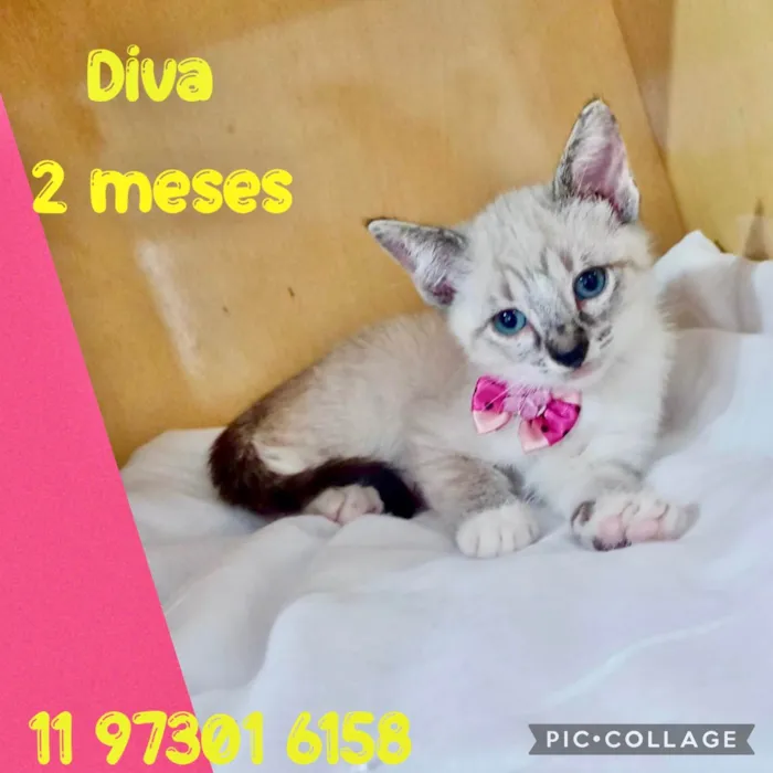 Gato ra a SRD-ViraLata idade 2 a 6 meses nome Filhotes fêmeas 