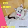 Filhotes fêmeas