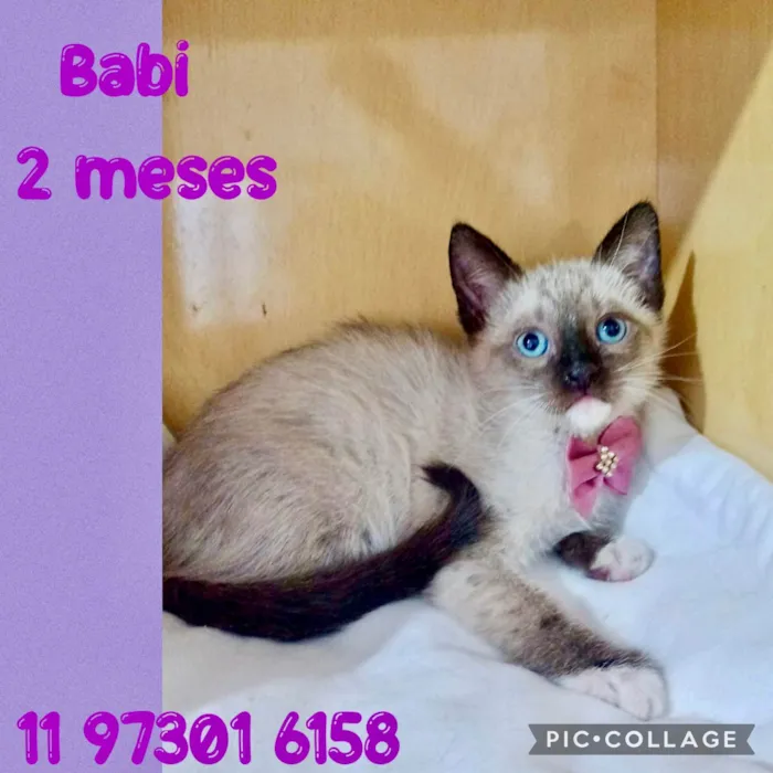 Gato ra a SRD-ViraLata idade 2 a 6 meses nome Filhotes fêmeas 