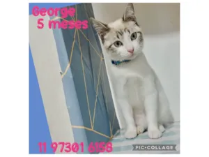 Gato raça SRD-ViraLata idade 2 a 6 meses nome George 