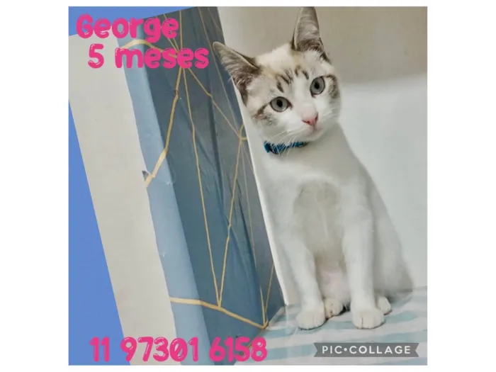 Gato ra a SRD-ViraLata idade 2 a 6 meses nome George 