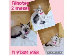 Gato raça SRD-ViraLata idade 2 a 6 meses nome Filhotes fêmeas 