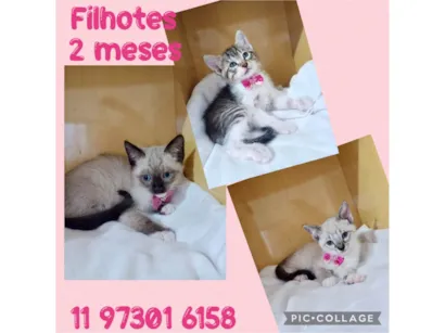 Gato raça SRD-ViraLata idade 2 a 6 meses nome Filhotes fêmeas 