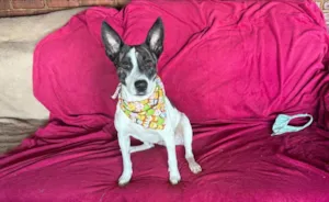 Cachorro raça SRD-ViraLata idade 3 anos nome Poppy