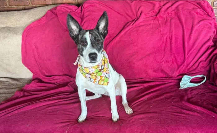 Cachorro ra a SRD-ViraLata idade 3 anos nome Poppy