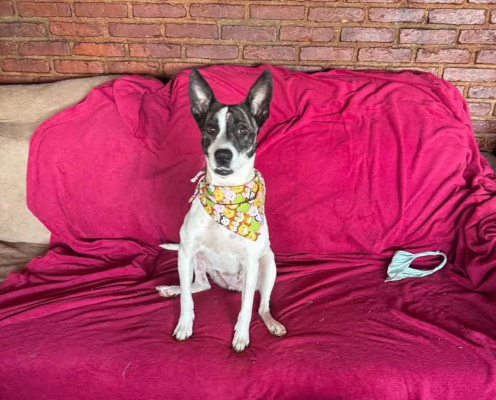Cachorro ra a SRD-ViraLata idade 3 anos nome Poppy