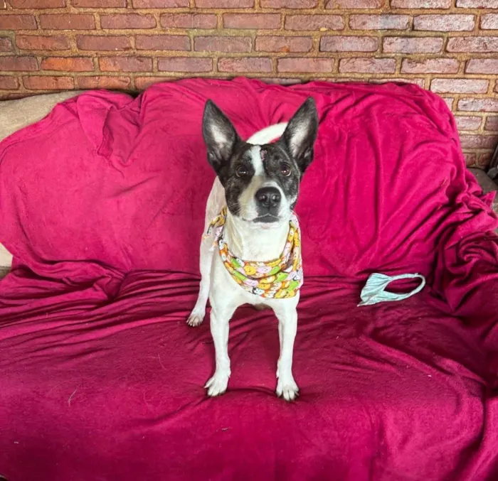 Cachorro ra a SRD-ViraLata idade 3 anos nome Poppy