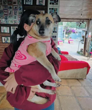 Cachorro raça SRD-ViraLata idade 5 anos nome Fiona
