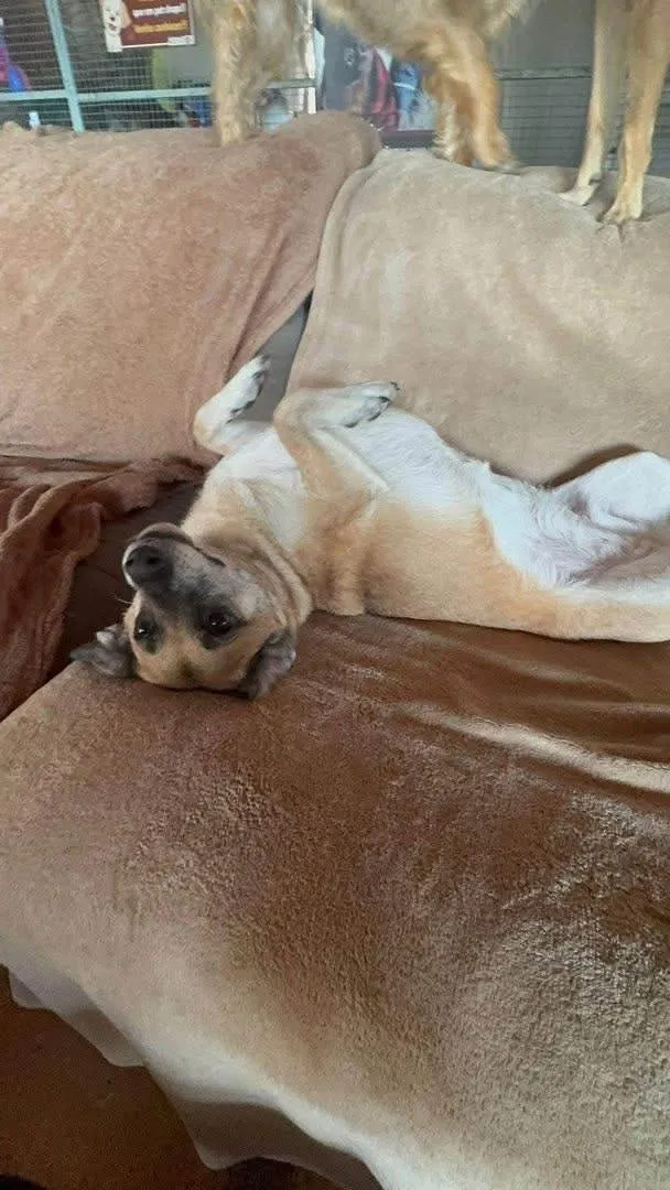 Cachorro ra a SRD-ViraLata idade 5 anos nome Fiona