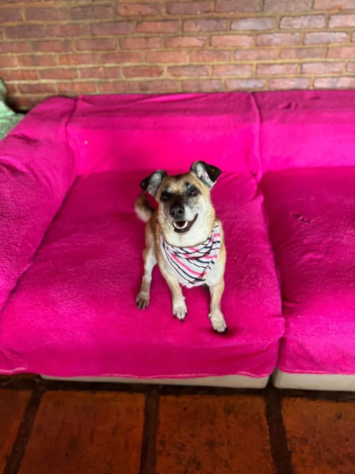 Cachorro ra a SRD-ViraLata idade 5 anos nome Fiona